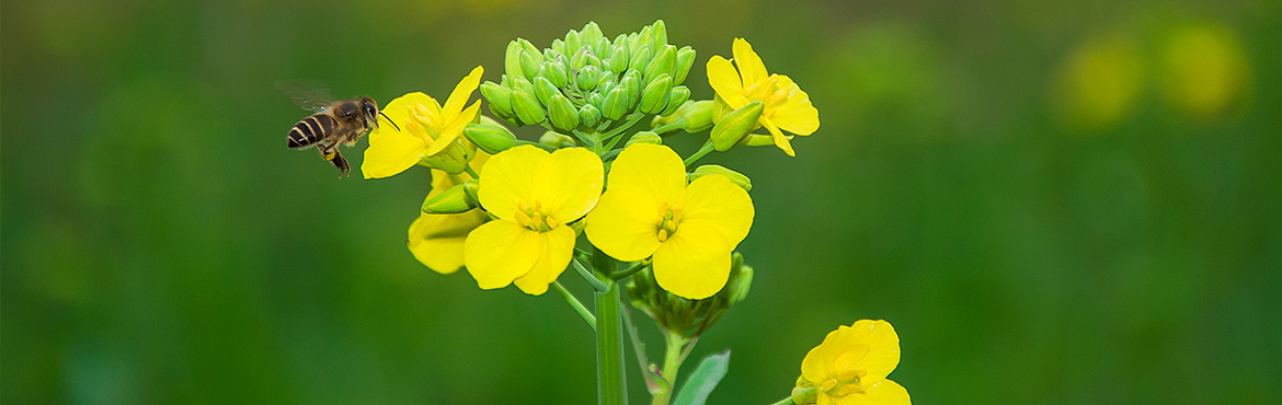 綠態(tài)風(fēng)味原香菜籽油